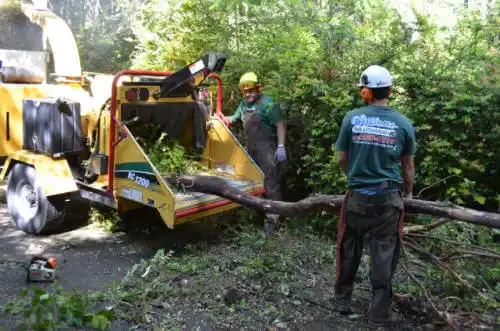 tree services Elkmont